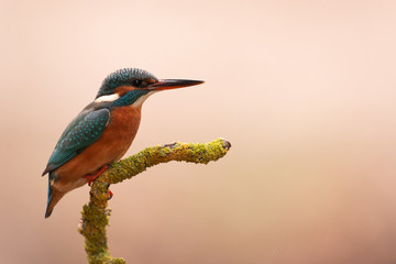 Fototapeta premium martin-pêcheur