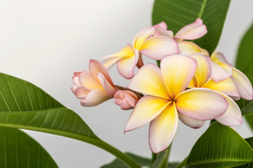 Plumeria