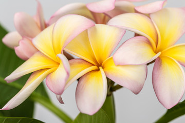 Plumeria