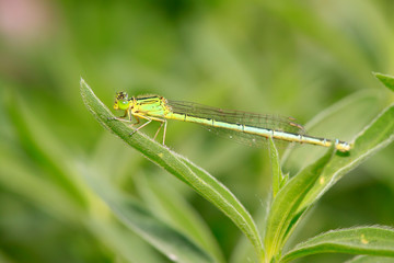 Dragonfly on plant