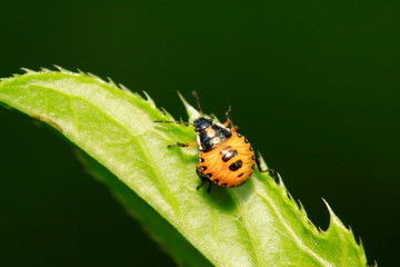 stinkbug on plant
