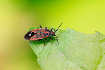 stinkbug on plant
