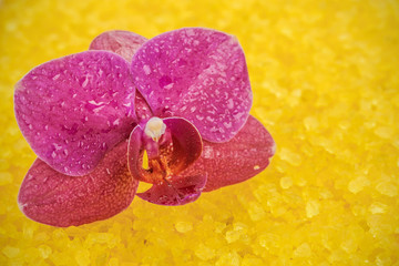 Flower orchids