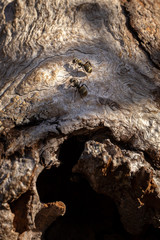 texture of bark of a tree