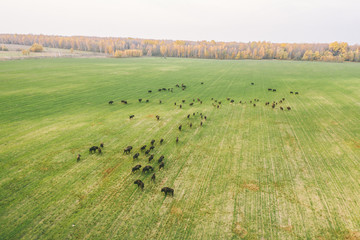 Herd of bison walking freely on a green field, wounded in the autumn morning