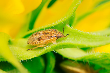 stinkbug on plant