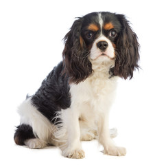 Cavalier king Charles sitting  and looking straight ahead