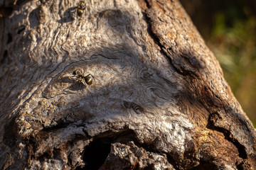 trunk of a tree