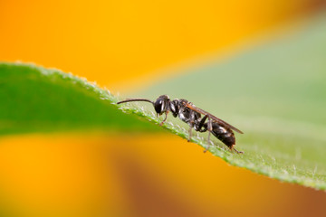 bees insects on plant