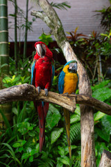 Redand Yellow Macaw Parrots sitting on a branch in a tropical park
