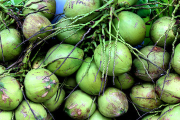 Green coconuts on the ground