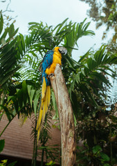 Blue Yellow Macaw Parrot sitting on a branch in a tropical park