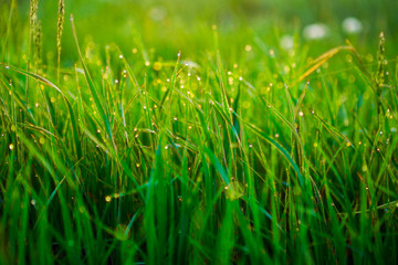 Close up of fresh thick grass with water drops