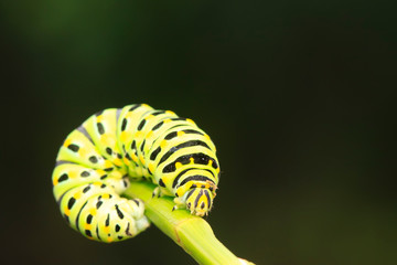 Papilio machaon on green plant