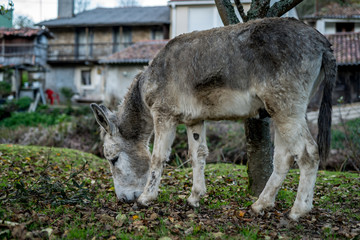 A grey donkey grazing in the countryside