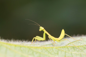 Mantis larvae on plant
