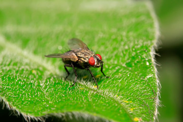 Fototapeta premium Tachinidae on plant