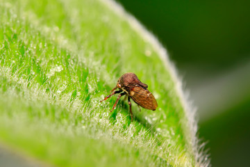 Fototapeta premium Membracidae insects