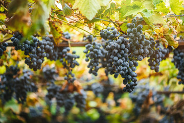 Vineyards at sunset in autumn harvest. Ripe grapes in fall. 