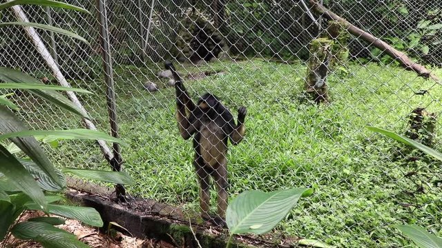 Woolly Monkey at yana cocha ecological reserve Ecuador