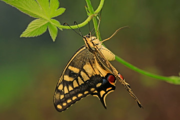 Papilio machaon on green plant