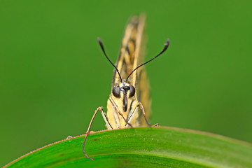 Papilio machaon on green plant
