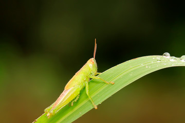 Oxyachinensis on plant