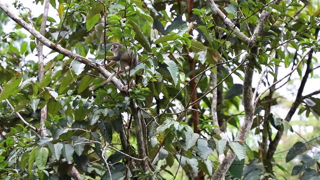 Woolly Monkey at yana cocha ecological reserve Ecuador