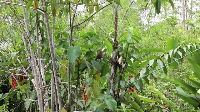 Woolly Monkey at yana cocha ecological reserve Ecuador
