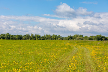Beautiful summer landscape on a sunny day