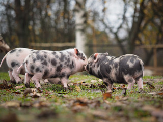 Funny spotted piglets playing on the grass