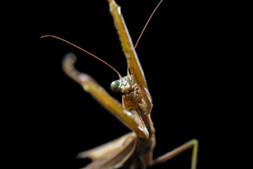 Praying mantis