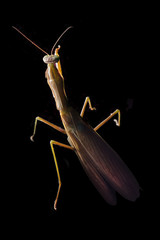 Praying mantis