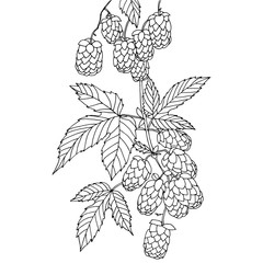 Hand drawn hop branch illustration for coloring books in vector.