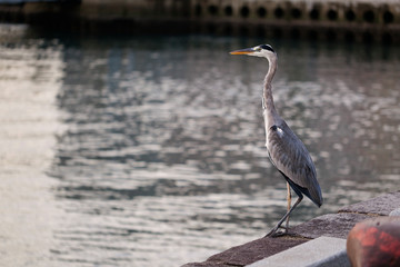 Big Great Blue Heron walking the pier.