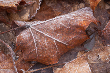 close up view of autumnal leaves covered in frost on a a cold autumn morning in devon.