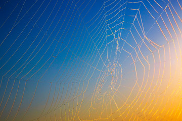 Morning dew. Shining water drops on spiderweb