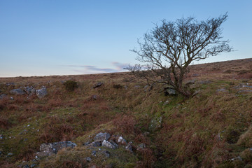 Fototapeta na wymiar Windswept hawthorn tree on Staple Tor, Dartmoor National Park with blue sky and copy space