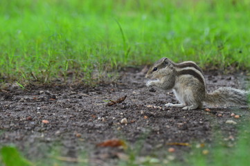 squirrel in the park