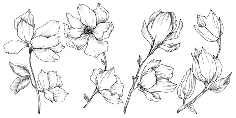Vector Magnolia floral botanical flowers. Black and white engraved ink art. Isolated magnolia illustration element. © yanushkov