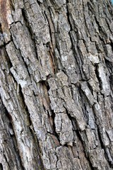 Tree bark