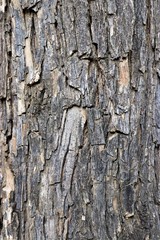 Tree bark