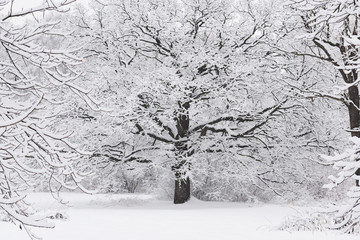 Forest trees are abundantly covered with fluffy snow in cloudy weather.