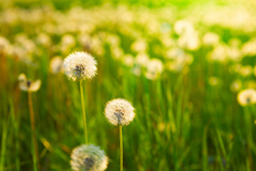 Meadow Of Dandelions to Make Dandelion Wine.