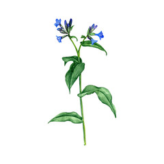 lungwort flower, drawing by colored pencils