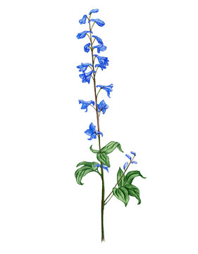 larkspur flower, drawing by colored pencils
