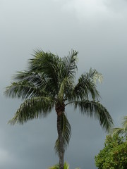 Fototapeta na wymiar solitary tall palm tree on background of cloudy blue sky