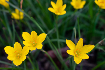 Fototapeta na wymiar Yellow flowers that bloom in the rainy season