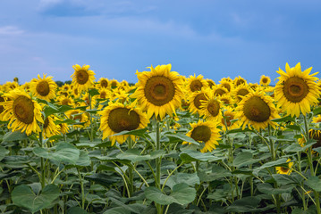 Close up on sunflowers on a field in rural area of Moldova, close to border with Ukraine