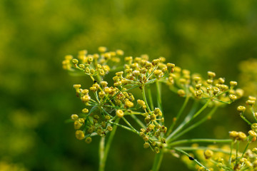 Many small insects that live on the top of the flower.